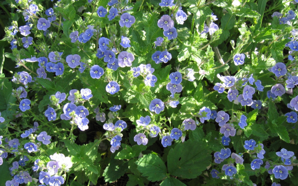 Цветочный ковер