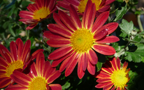 Красивые цветы герберы