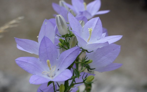 Цветы колокольчики