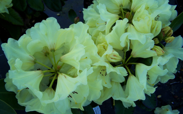 Азалия белая