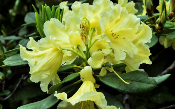 Азалия желтая