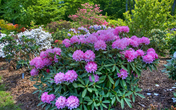 Азалия розовая