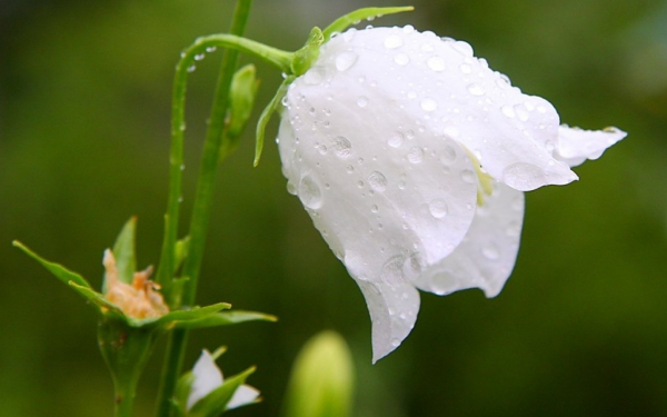 Цветок колокольчик белый