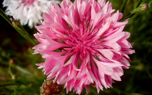 Цветок василек розовый