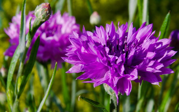 Цветы васильки