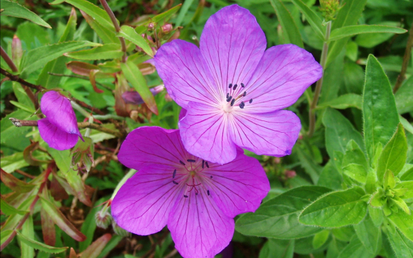 Цветы герань Кларка