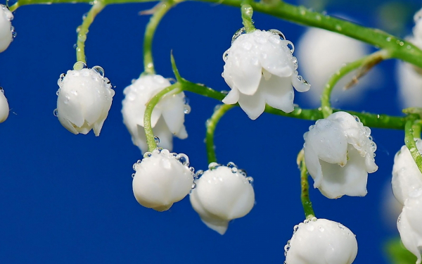 Цветы ландыши