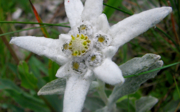 Цветок эдельвейс