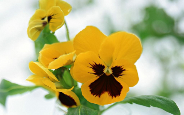 Анютины глазки желтые