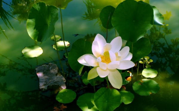 Лотос белый