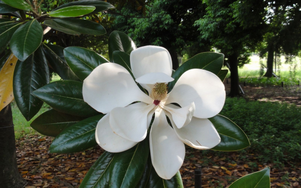 Цветок белой магнолии