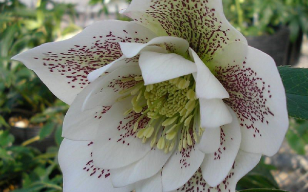 Цветок морозника гибридного