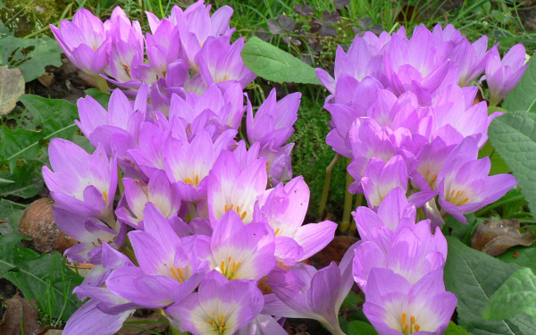 Цветы безвременника