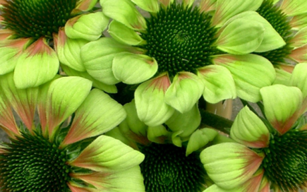 Эхинацея зеленая