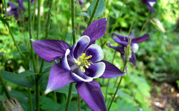 Цветок водосбор