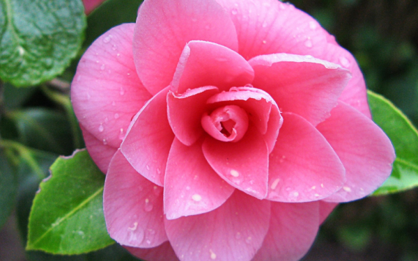 Цветок камелии