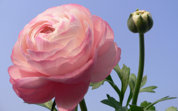 Лютик азиатский