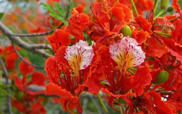 Огненное дерево