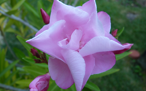 Сиреневый олеандр