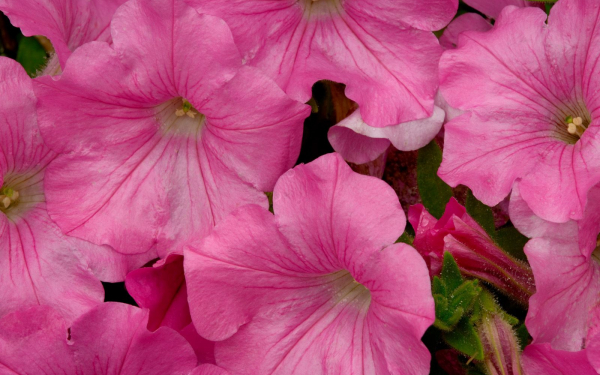 Розовая петуния