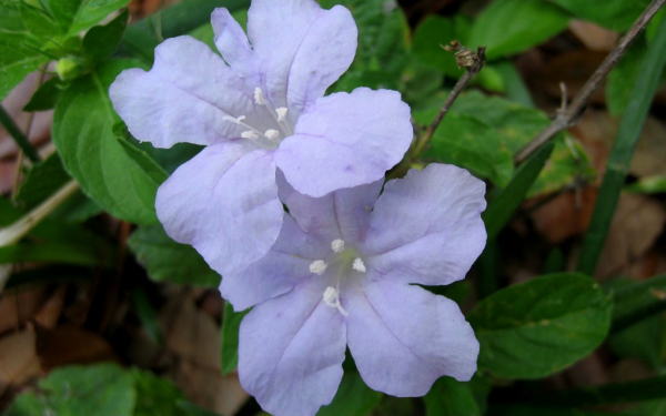 Белая петуния