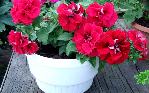 Петуния в горшочке