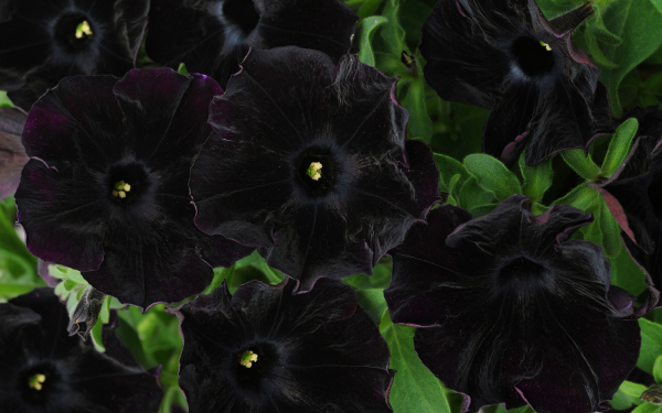 Петуния черная