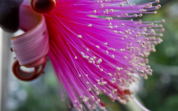 Тропический цветок