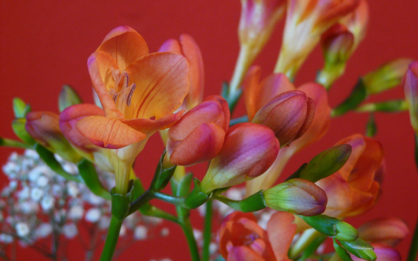 Цветы фрезия