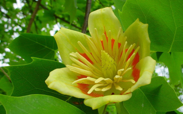 Тюльпановое дерево