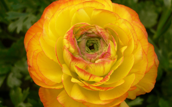 Желтый лютик