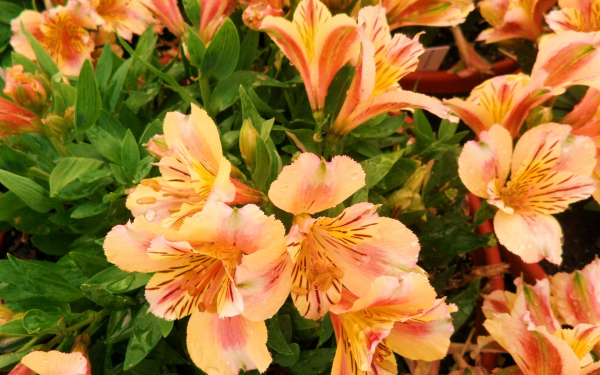 Альстремерия