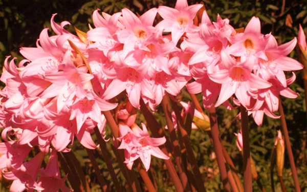 Амариллисы розовые