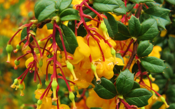 Барбарис цветет