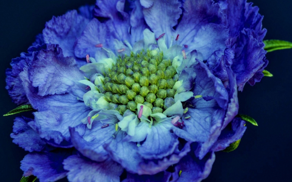 Цветок скабиоза