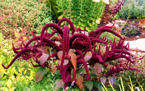 Амаранты в саду