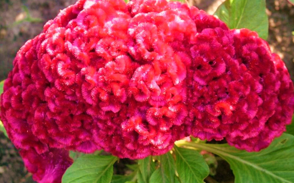 Цветок целозия