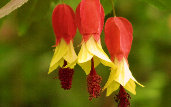 Цветы абутилона