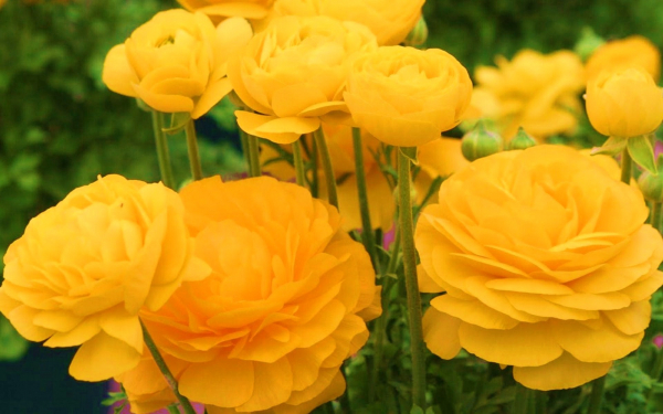 Садовые лютики