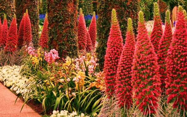 Цветы в саду