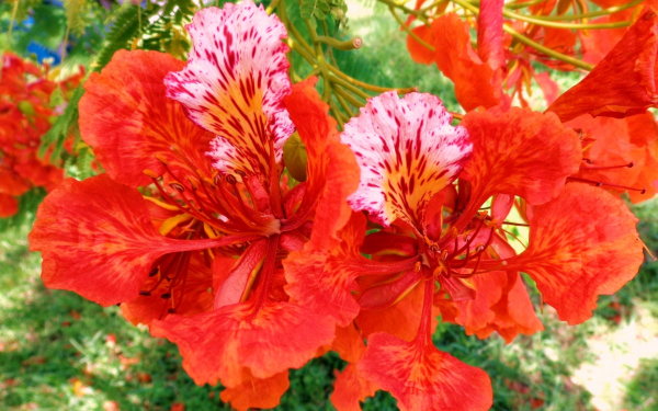 Цветы делоникса королевского