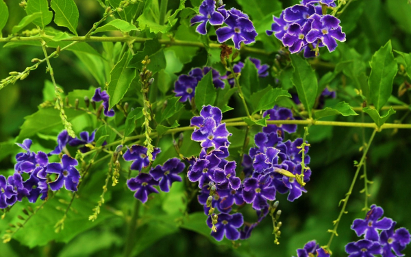 Цветы дуранта