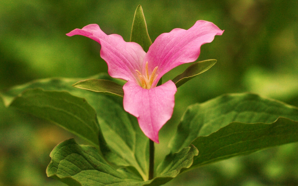 Цветок триллиум