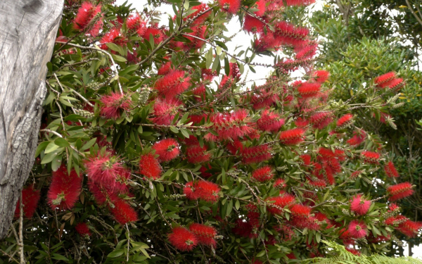 Цветы каллистимона