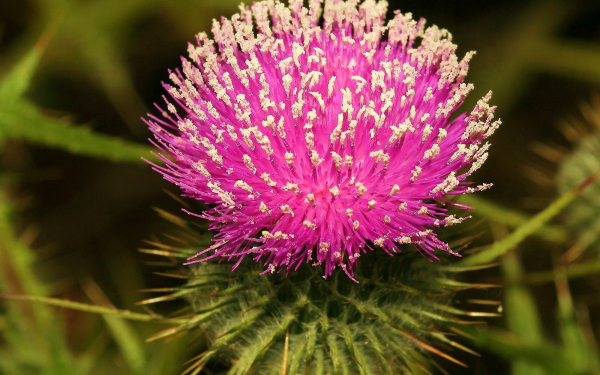 Цветок чертополоха