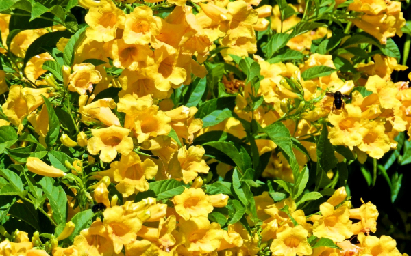 Цветы кампсисы