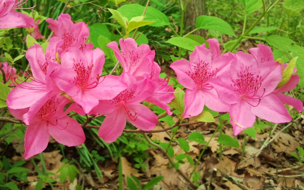 Цветущая ветка азалии