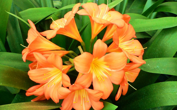 Цветы кливии