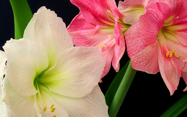 Амариллисы белые и розовые