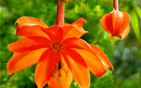 Цветы пассифлоры красные